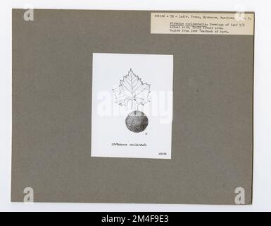 Baumkennzeichnung - Sycamore: Amerikanisch. Fotografien zu National Forests, Resource Management Practices, Personal sowie Kultur- und Wirtschaftsgeschichte Stockfoto