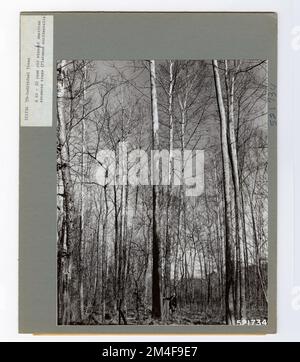 Baumkennzeichnung - Sycamore: Amerikanisch. Fotografien zu National Forests, Resource Management Practices, Personal sowie Kultur- und Wirtschaftsgeschichte Stockfoto