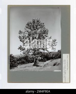 Baumkennzeichnung - Sycamore: Amerikanisch. Fotografien zu National Forests, Resource Management Practices, Personal sowie Kultur- und Wirtschaftsgeschichte Stockfoto
