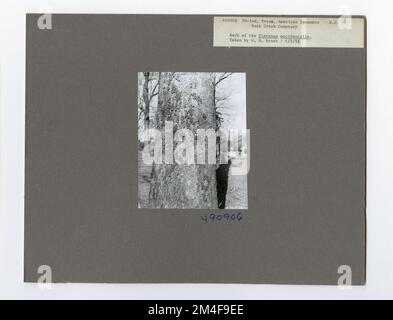 Baumkennzeichnung - Sycamore: Amerikanisch. Fotografien zu National Forests, Resource Management Practices, Personal sowie Kultur- und Wirtschaftsgeschichte Stockfoto