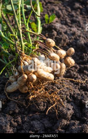 Frische Erdnüsse Pflanzen mit Wurzeln Stockfoto