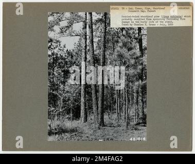 Baumkennzeichnung – Kiefer, Kurzblatt. Fotografien zu National Forests, Resource Management Practices, Personal sowie Kultur- und Wirtschaftsgeschichte Stockfoto