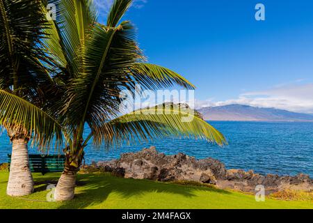 Bank unter Palmen am Keawakapu Beach, Maui, Hawaii, USA Stockfoto