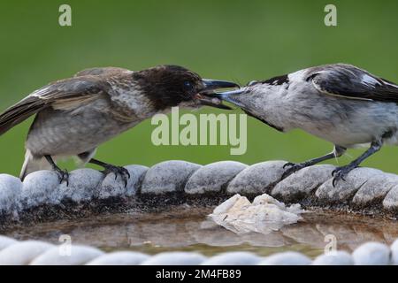 Ein erwachsener Elternteil Grey Butcherbird - Cracticus torquatus - Vogel füttert seine unreifen Jungen mit einem Stück nassem Brot, das von einer Krähe im Vogelbad zurückgelassen wurde Stockfoto