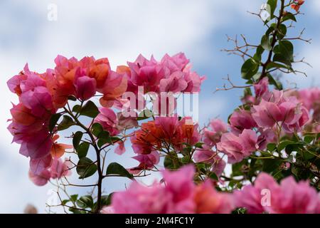 Ein selektiver Fokus auf rosa Bougainvillea-Blumen Stockfoto