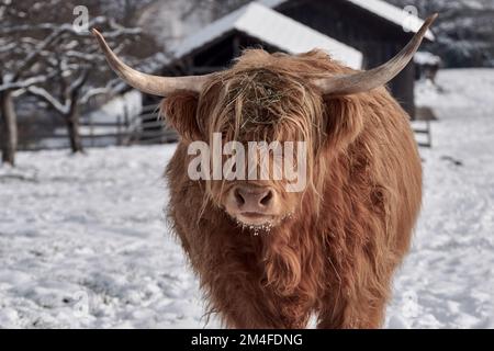 Nahaufnahme eines Highland-Bullen mit langen Hörnern, der auf einem verschneiten Feld auf der Farm spaziert Stockfoto