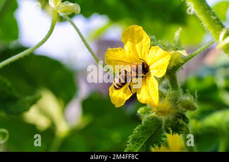 Eine Biene sammelt Pollen auf einer gelben Gurkenblume, sonniger Tag. Selektiver Fokus Stockfoto