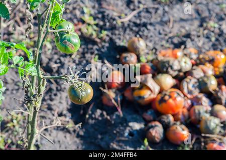 Grüne Tomate auf Stängel im Fokus. Ein Haufen fauler Tomaten in der Unschärfe-Zone. Selektiver Fokus Stockfoto