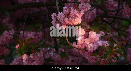 Skaura-Zweig vor einem grünen Grashintergrund. Rosa zarte Blumen Stockfoto