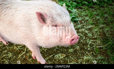 Mini-Schwein auf dem Gras. Stockfoto