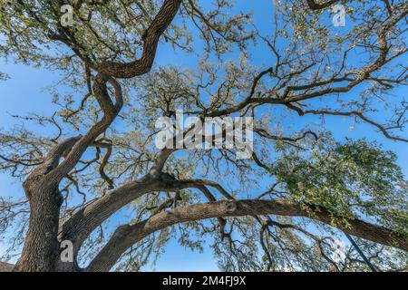An einem sonnigen Tag auf die Blätter eines Baumes vor klarem, blauem Himmel zu blicken. Malerische Ausblicke auf die grüne Vegetation und die pulsierende Skyline im Waterloo Park in Austi Stockfoto