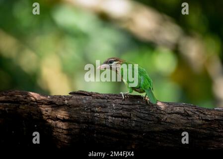 Weiße Wangen-Barbet Stockfoto