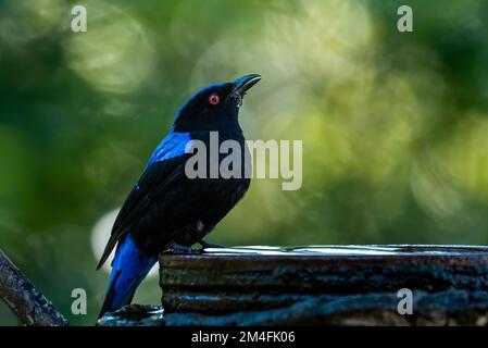 Asiatische Märchen Bluebird Stockfoto