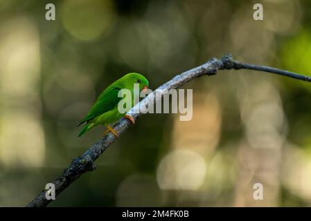 Vernal-Hängepapagei Stockfoto