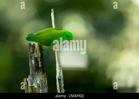 Vernal-Hängepapagei Stockfoto