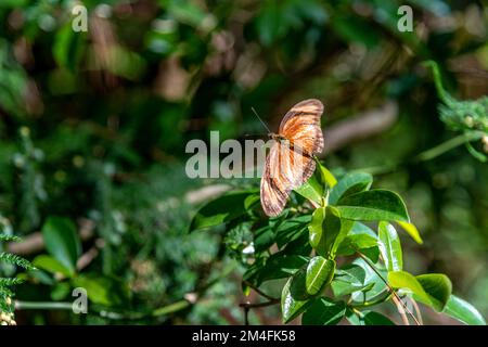 dryas iulia Schmetterling auf einer grünen Wiese Stockfoto