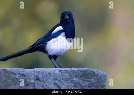 Die gemeine Elster (Pica pica) auf Stein Stockfoto