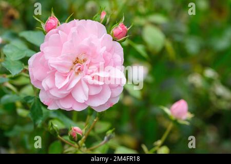 Rose Bonica, rosa Bonica, Strauchrose, moderner Strauß Stockfoto