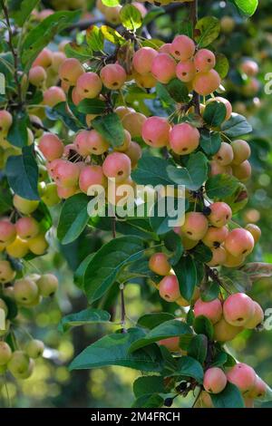 Malus x zumi Professor Sprenger, eine Menge Orangenfruchtblüten. Stockfoto