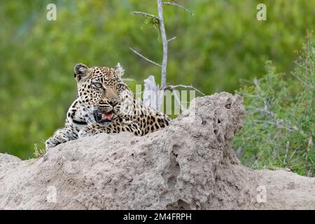 Weibliche Leopardin, die auf einem getrockneten Termitenhügel liegt und nach Beute im Kruger-Nationalpark, Südafrika sucht Stockfoto