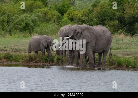 Kleine Gruppe afrikanischer Elefanten mit Babys, die an einem Fluss im Kruger-Nationalpark, Südafrika, trinken Stockfoto