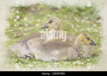 Digitale Aquarellmalerei von Kanadischen Gänseblümchen, die im Gras liegen. Stockfoto
