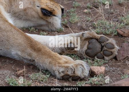 Nahaufnahme einer Löwenpfote, die aufgenommen wurde, während sie im gebackenen Schlamm der Savanne des Kruger-Nationalparks in Südafrika lag Stockfoto