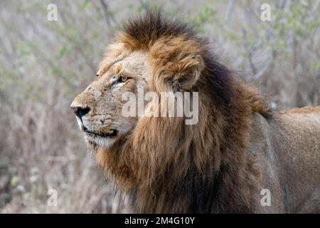 Seitenbild eines großen männlichen Löwen mit goldener Mähne im Kruger-Nationalpark Südafrika Stockfoto