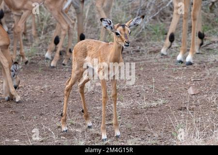 Neugeborenes Impala-Kalb, das in Isolation steht und in der Savanne im Kruger-Nationalpark, Südafrika, auf die Kamera schaut Stockfoto