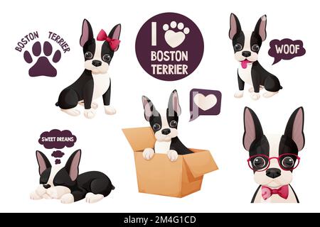 Setze süße Boston Terrier Sticker, cooles süßes Hündchen im Cartoon-Stil isoliert auf weißem Hintergrund. Süßer Hund, Aufdruck. Vektordarstellung Stock Vektor