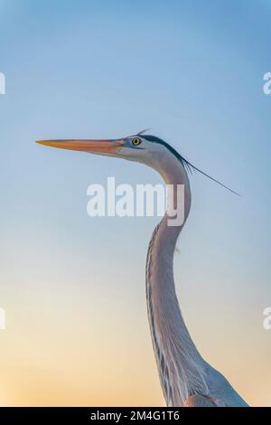 Großer blauer Reiher aus nächster Nähe vor dem klaren Sonnenuntergang in Destin, Florida. Großer blauer Reiher, Nahaufnahme von der Seite, Porträt mit Sonnenuntergang im Hintergrund. Stockfoto
