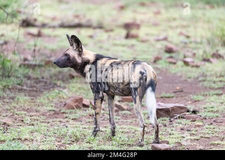 Seitenprofil eines bemalten wilden Wolfshundes im kürzlich nassen Schlamm des Kruger-Nationalparks, Südafrika Stockfoto