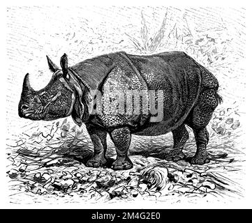 Indisches Nashorn, Rhinoceros unicornis (Enzyklopädie, 1893), Panzernashorn, Rhinocéros indien Stockfoto
