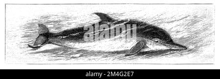 Pacific Dolphin, Delphinus delphis, Specht, Friedrich (Enzyklopädie, 1893), Gemeiner Delfin, Kommun Dauphin à bec Court Stockfoto