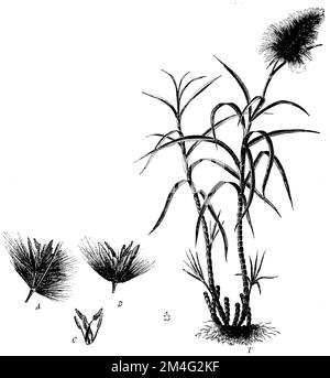 Zuckerrohr, T-Stachel, Ein Paar Stacheln, B einzelner Stachel, C-Blume, Saccharum officinarum, (Botanisches Buch, ca. 1900), Zuckerrohr, T Tracht, A Ährchenpärchen, B Einzelährchen, C Blüte, canne à sucre, T Trace, A paire d'épis, B épi unique, C. floraison Stockfoto