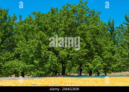 Aprikosenbäume und trocknende Aprikosen auf dem Boden. Aprikosenplantage in Malatya Turkiye. Stockfoto