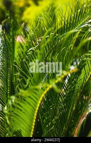 Cycas revoluta oder Sago Palm Leaves in vertikaler Ansicht. Dekorative Pflanzen für Parks oder Gärten. Stockfoto