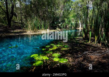 Kristallklares Wasser im Bitter Springs im Elsey National Park. Stockfoto