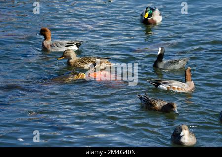 Eurasische Karpfen Cyprinus carpio, Stockenten Anas platyrhynchos, Eurasische Kutte Fulica atra und Eurasische Witwe Mareca penelope. Yamanako-See. Japan. Stockfoto