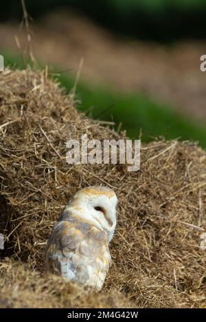 Scheuneneule Tyto alba (gefangen), männlicher Erwachsener, der auf Heuballen sitzt, Hawk Conservancy Trust, Andover, Hampshire, Vereinigtes Königreich, Mai Stockfoto