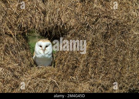 Scheuneneule Tyto alba (gefangen), männlicher Erwachsener, der in Heuballen sitzt, Hawk Conservancy Trust, Andover, Hampshire, Vereinigtes Königreich, Mai Stockfoto