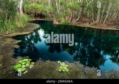 Kristallklares Wasser im Bitter Springs im Elsey National Park. Stockfoto