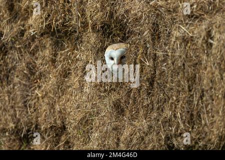 Scheuneneule Tyto alba (gefangen), männlicher Erwachsener, der in Heuballen sitzt, Hawk Conservancy Trust, Andover, Hampshire, Vereinigtes Königreich, Mai Stockfoto