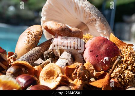 Eine Auswahl verschiedener Arten von Wildpilzen, die im Wald Südfrankreichs geerntet werden Stockfoto