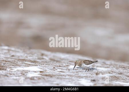 Dunlin Calidris alpina, adulte Futtersuche im Flussschlamm, Norfolk, Großbritannien, Oktober Stockfoto