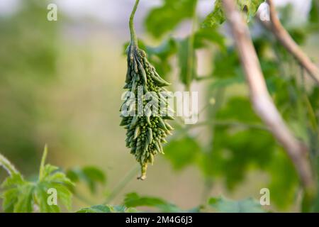 Bitterrippe oder Corolla rohes gesundes Gemüse hängt auf dem Gartenbaum mit dem verschwommenen Hintergrund Stockfoto