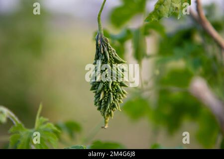 Bitterrippe oder Corolla rohes gesundes Gemüse hängt auf dem Gartenbaum mit dem verschwommenen Hintergrund Stockfoto