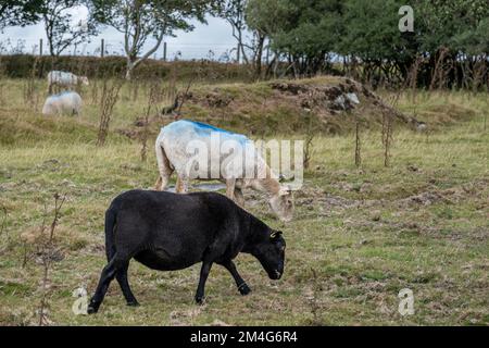 Ein einzelnes schwarzes Schaf neben anderen Schafen, die auf einem Feld auf dem Bodmin Moor in Cornwall im Vereinigten Königreich weiden. Stockfoto