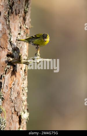 Eurasische Siskin Spinus spinus, männlicher Erwachsener, hoch oben auf der schottischen Kiefer Pinus sylvestris, Zweigstelle Rothiemurchus, Highlands, Schottland, Vereinigtes Königreich Stockfoto