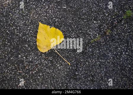 Ein vergilbtes Silberbirnen-Betula-Pendelblatt, das auf der ground.in Cornwall im Vereinigten Königreich liegt. Stockfoto